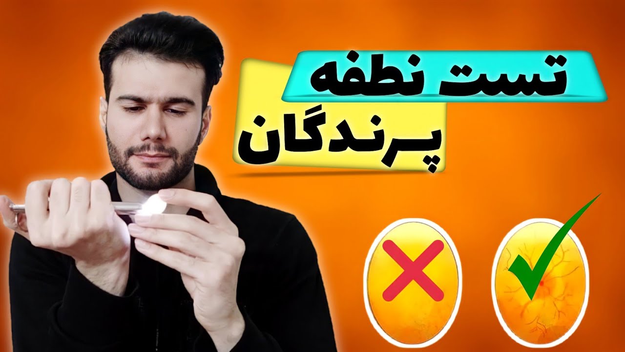 تست نطفه پرندگان زینتی مناسب(عروس هلندی،قناری،مرغ عشق و سایر پرندگان)