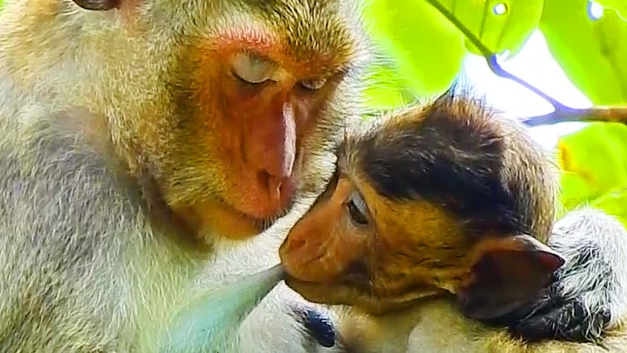 PIPER MOM GIVES SWEET MILK FOR PECK MONKEY.