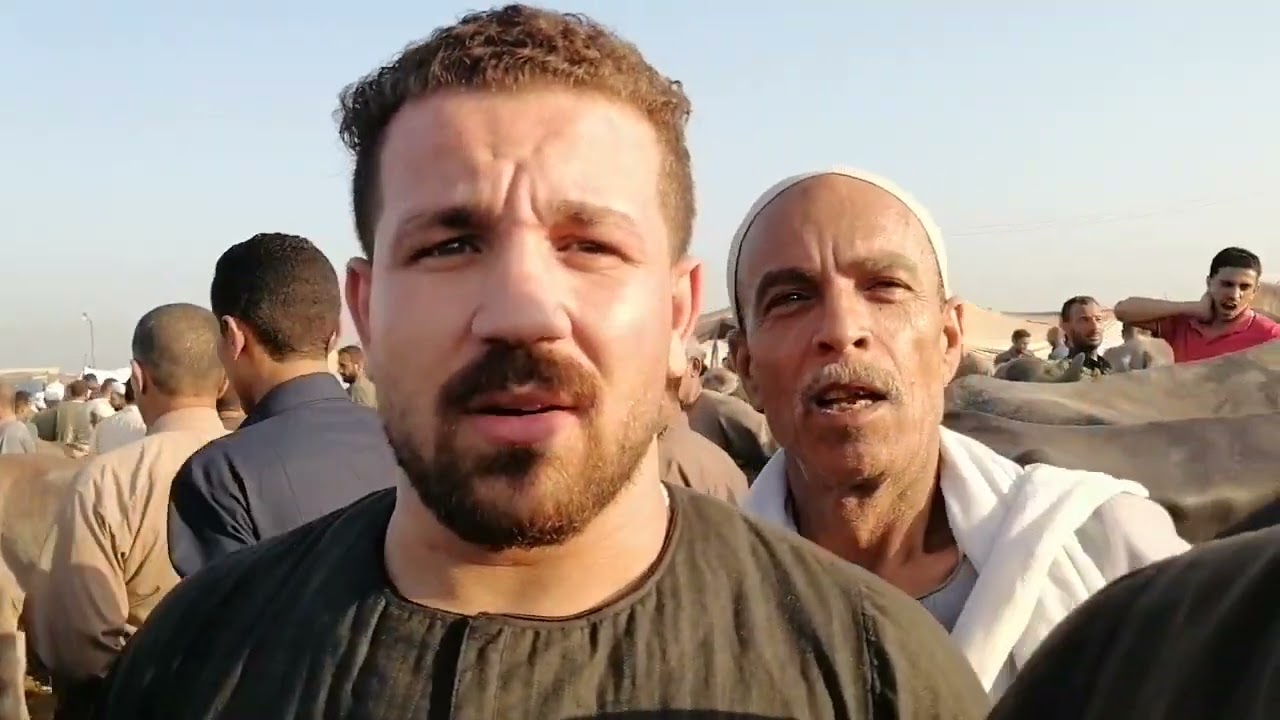 اسعار عجميات الجاموس العشر البكاره من سوق الثلاثاء بالزقازيق بتاريخ ٨ أكتوبر ٢٠٢٤
