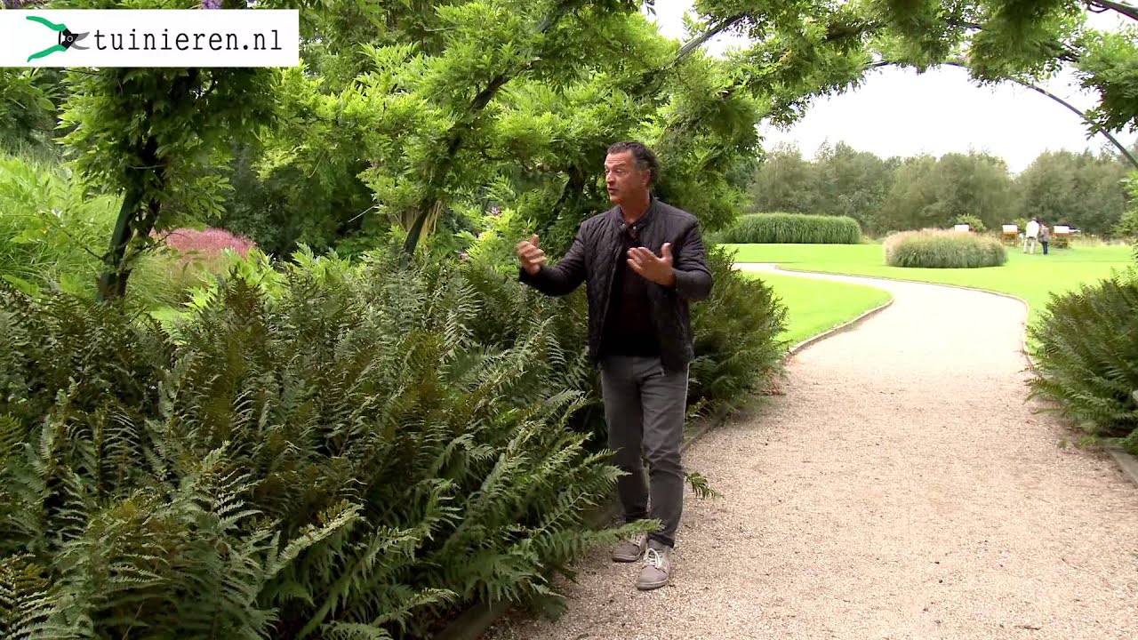 Schaduwplanten - Tuinieren.nl