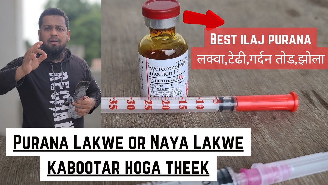 Kabootar🕊K Lakwe Ka ilaj || Best Treatment For GardanTod,Tedi,Lakwa ||Pigeons care factory ||