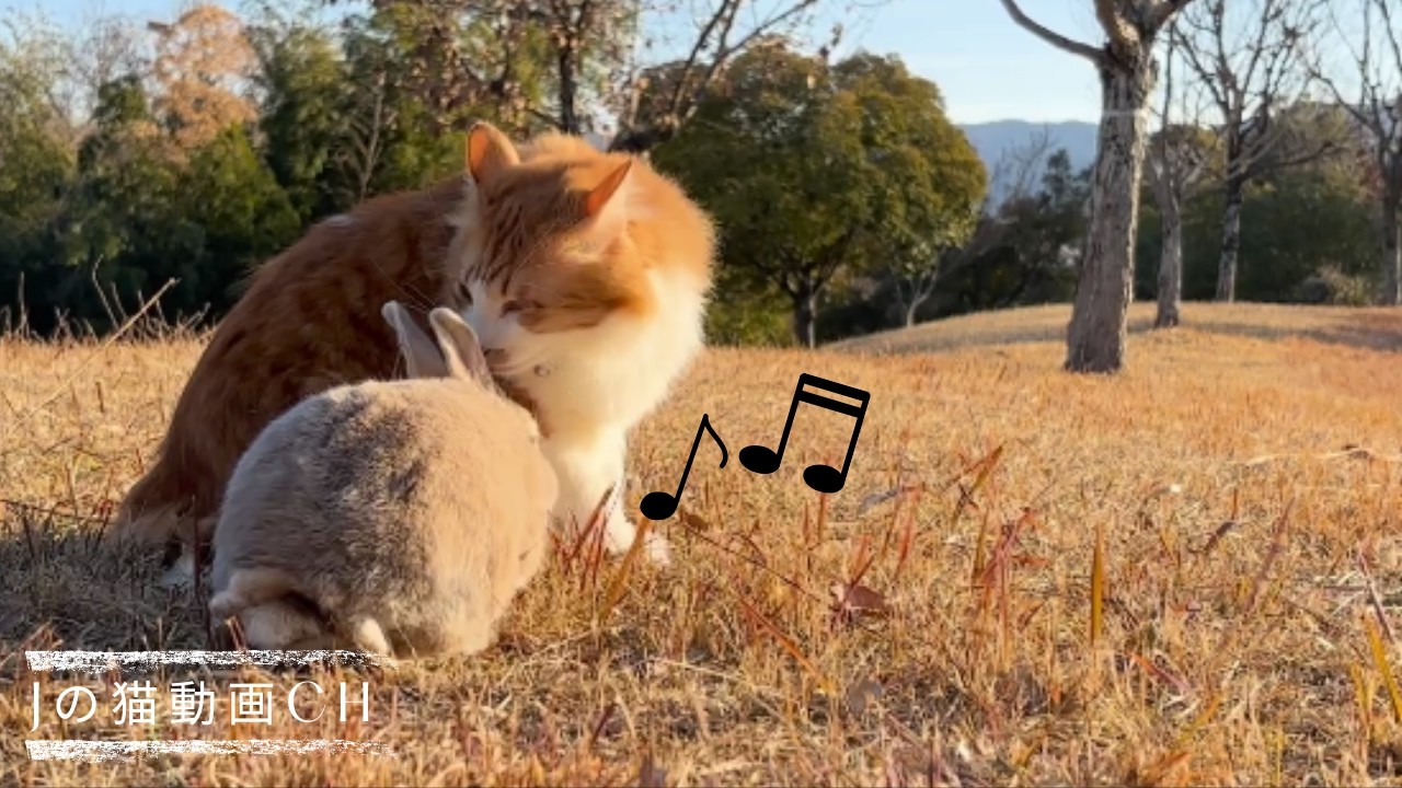 猫のお手入れをするうさぎ｜野良猫とお話し｜ふくちゃんとはと｜せんちゃん　A friendly walk between a cat and a rabbit