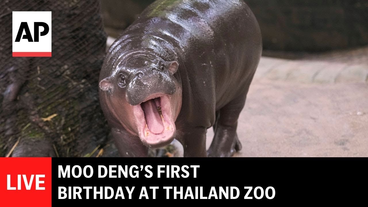 LIVE: Moo Deng&rsquo;s first birthday at Thailand zoo