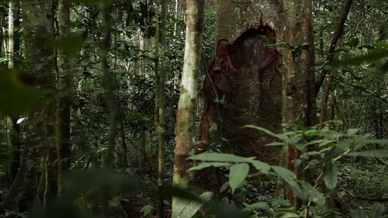 Éléphanphobie - Voyages en forêt des pluies - Tournage #26 - Gabon