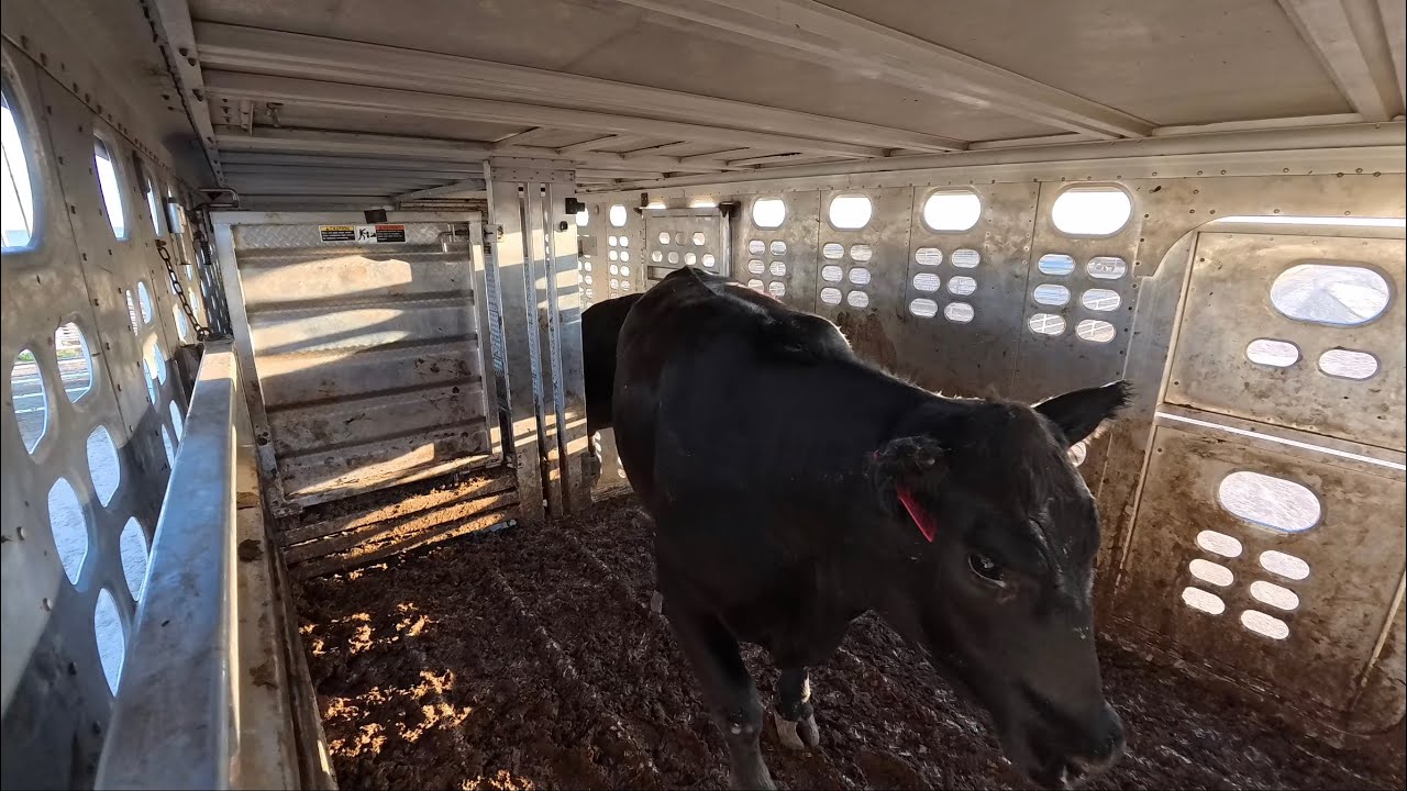 Fat Cattle Loading