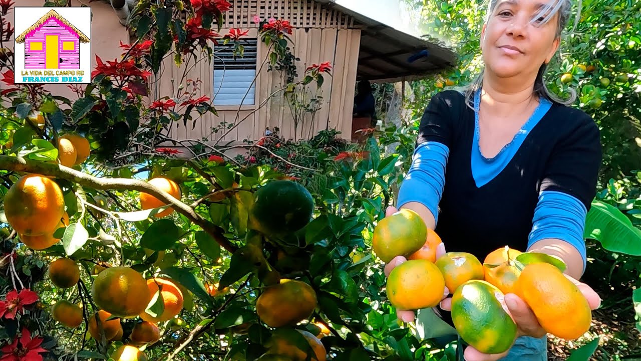 MANDARINAS Y MOFONGO EN ESTE PARAISO DE CAMPO DOMINCANO