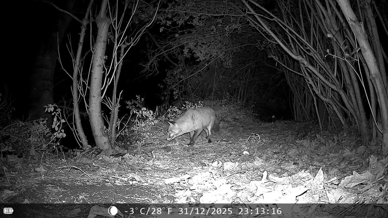 Fox nervous about the water bowl located behind the tree, Badger returned, happy new year 🥳