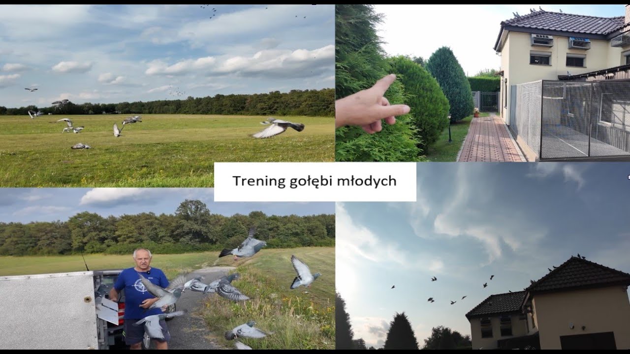Trening gołębi młodych 2024