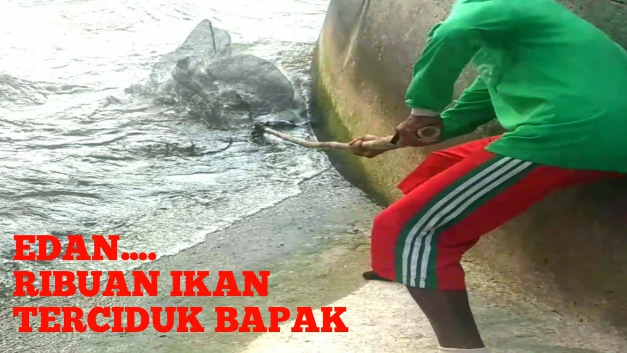 Kerajaan ikan bendung gerak-edan bapak ini panen ribuan ikan dalam wkt sebentar...