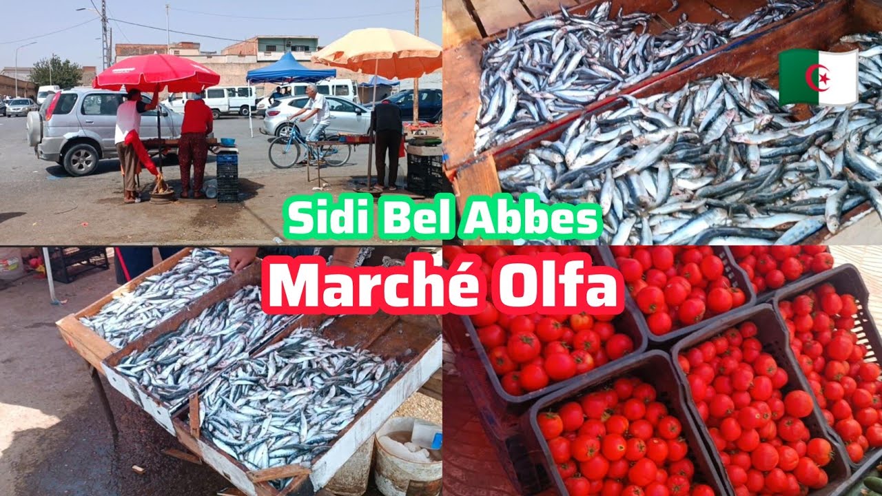 سيدي بلعباس اليوم سوق OFLA للسمك والخضر والفواكه السردين 50 ألف 