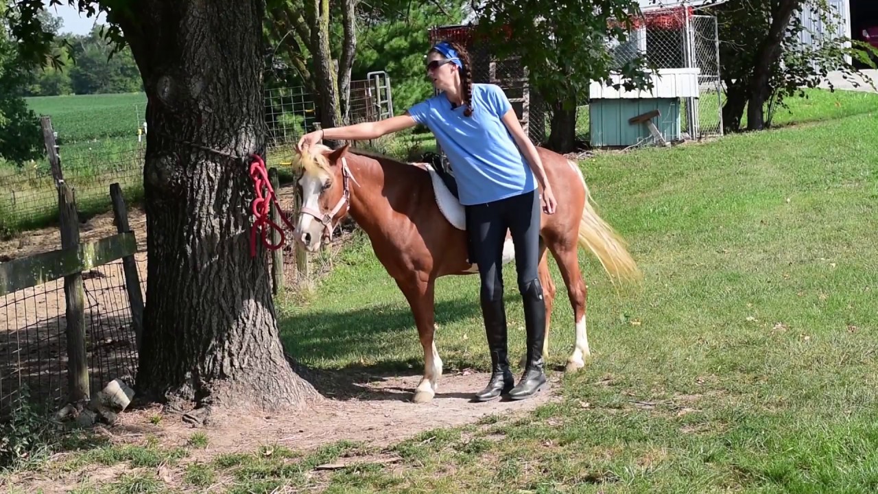 Stop your horse from biting using positive reinforcement