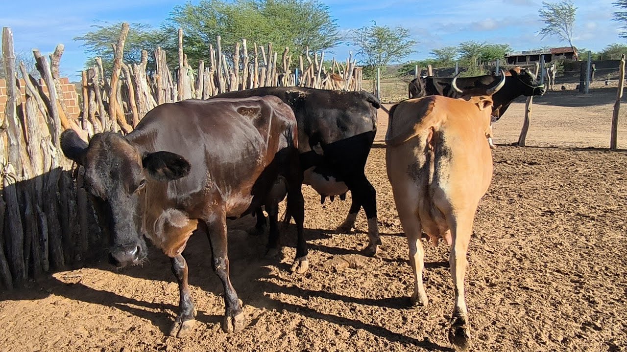 8 VACAS LEITEIRA A VENDA FAZENDO EM MÉDIA 20 LITROS DE LEITE CADA  POR DIA 