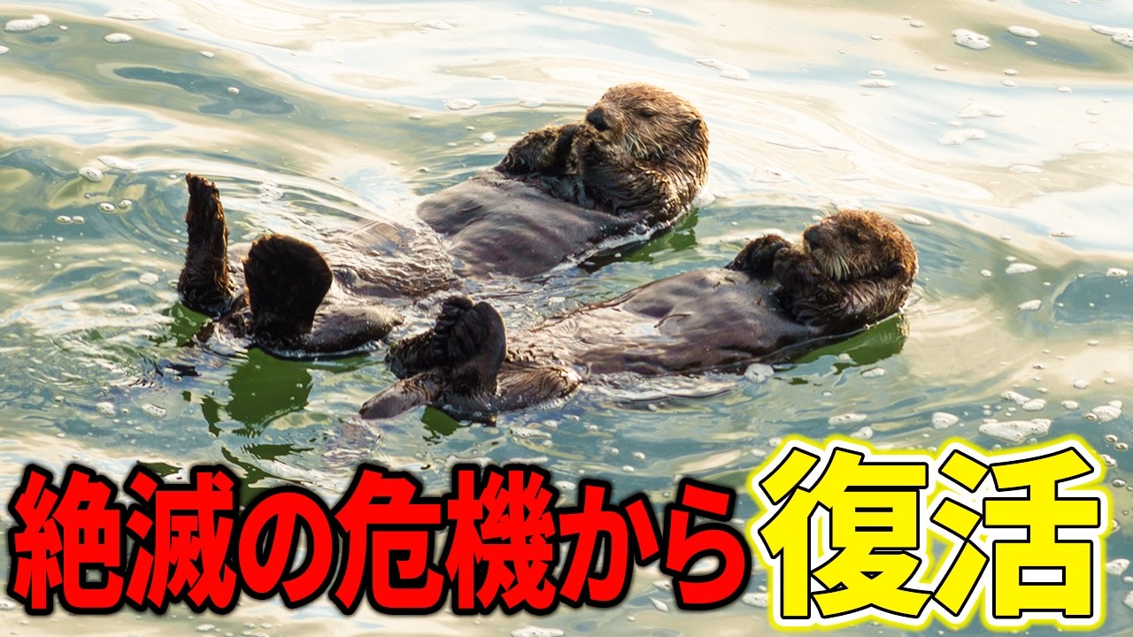 乱獲のせいで絶滅しかけたラッコが北海道で子育てしてる
