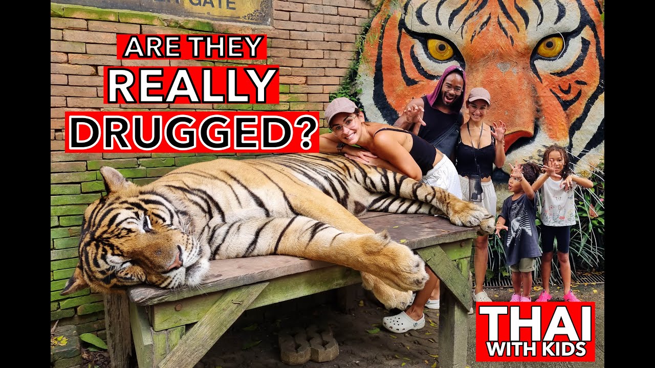 What happens if you LAY ON TIGERS IN CHIANG MAI? | Thailand with kids