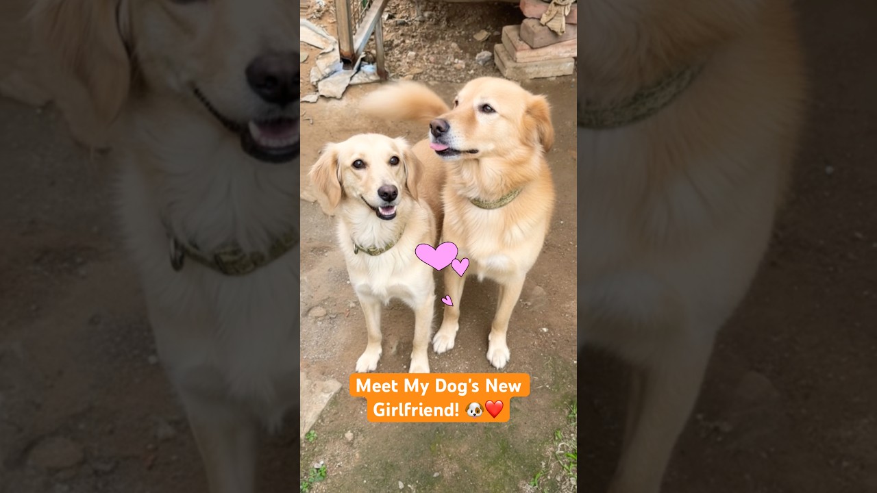 Meet My Dog's New Girlfriend! 🐶❤️ 