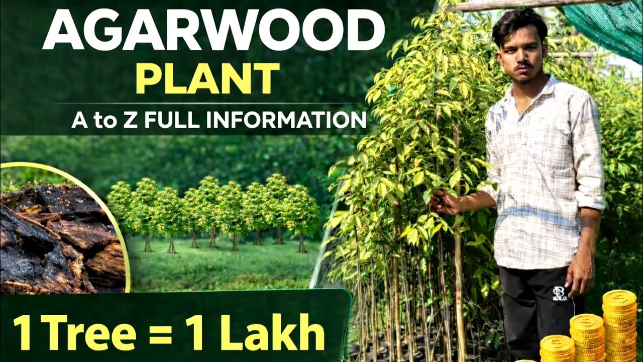 Agarwood Farming Complete Guide | World’s Most Expensive Tree | Earn ₹50,000 to ₹5,00,000 per Tree