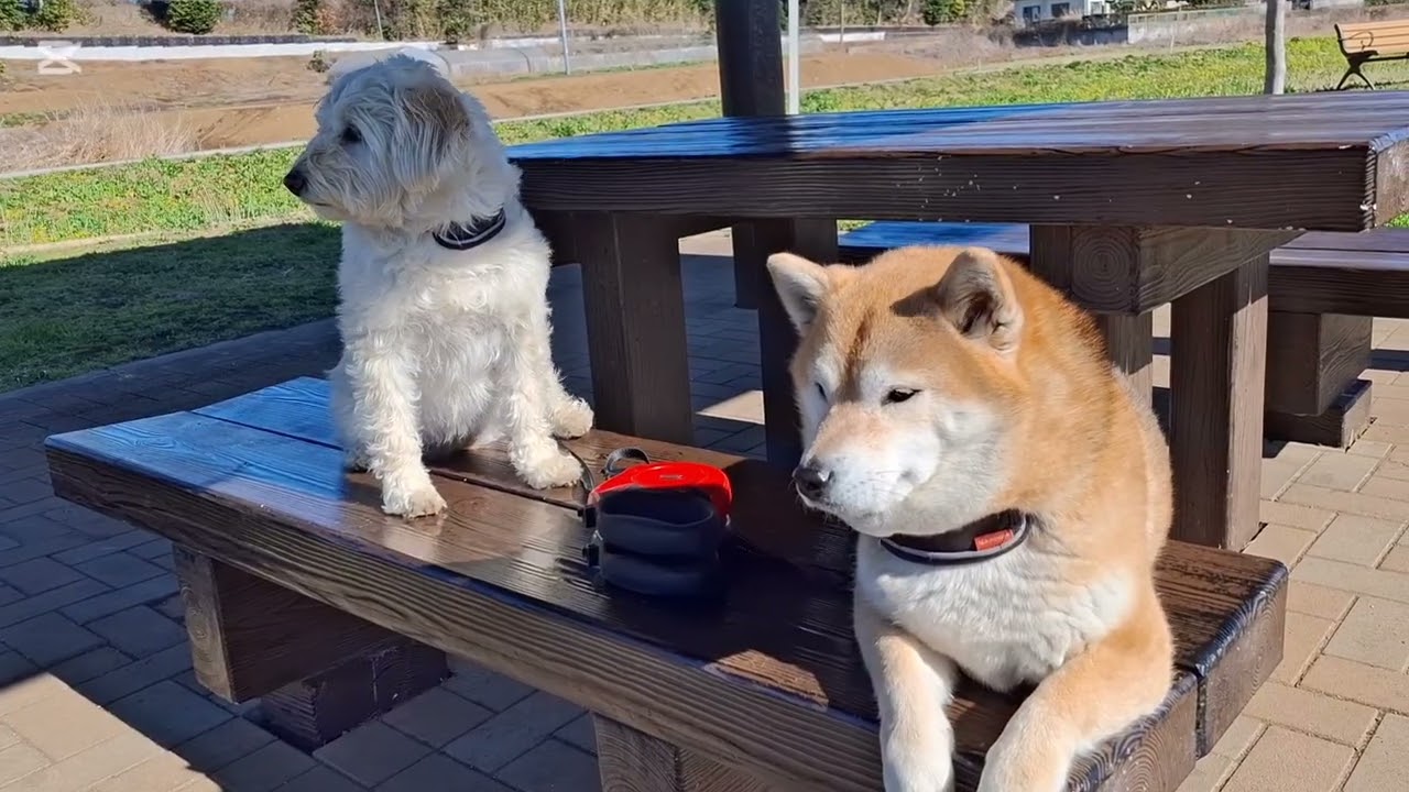 きなことつくしはクンクンしてて、パパはぐしゅんぐしゅんしてます🤧#柴犬#柴プー#可愛い犬