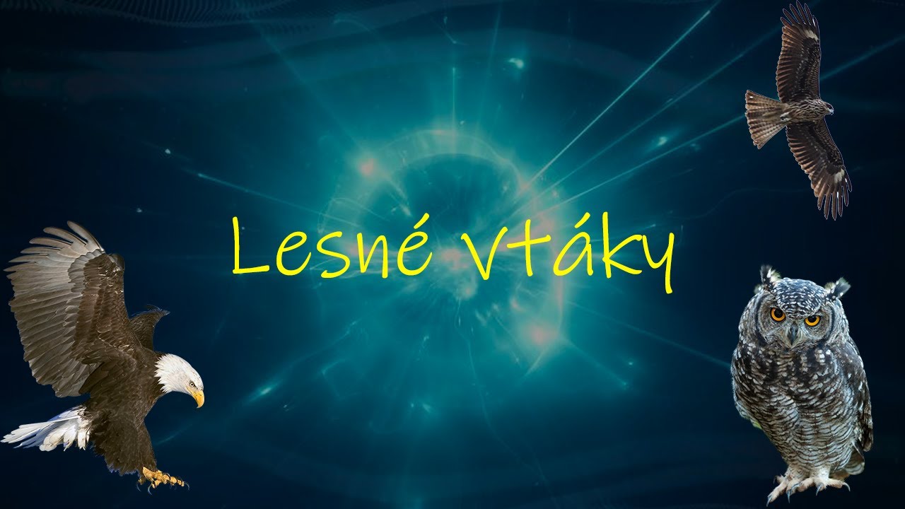 Biológia 5. ročník _ Lesné vtáky  (celé video nájdete na HEROHERO)