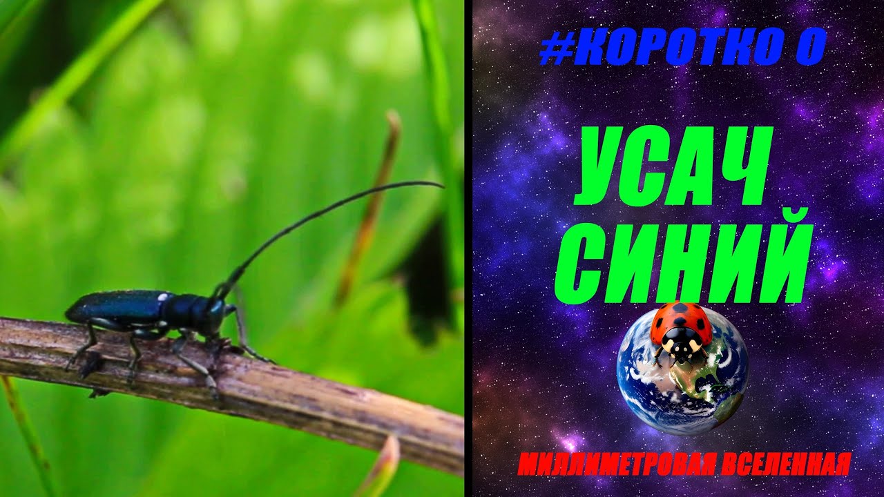 #КОРОТКО о Усач синий (лат. Agapanthia violacea) / НАСЕКОМЫЕ