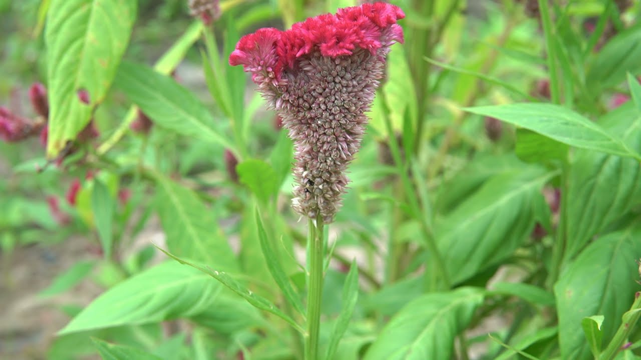 Beautiful flower - beautiful Flower Ser Morn | Amazing ​Flowers