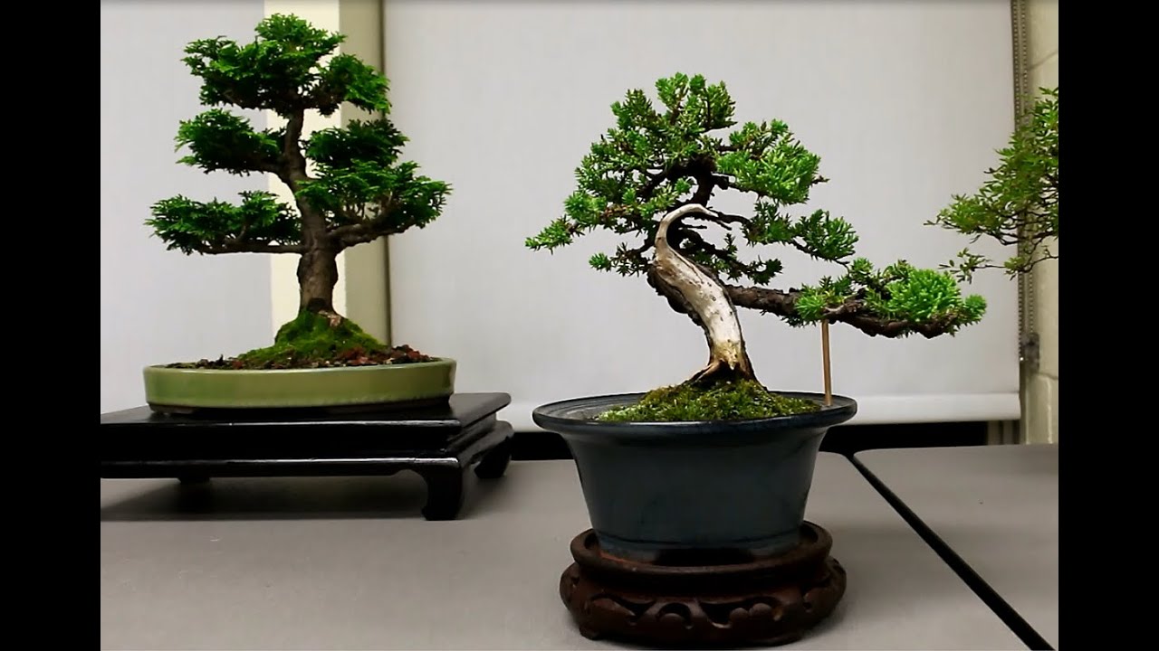 KW Bonsai Show Fall, 2015
