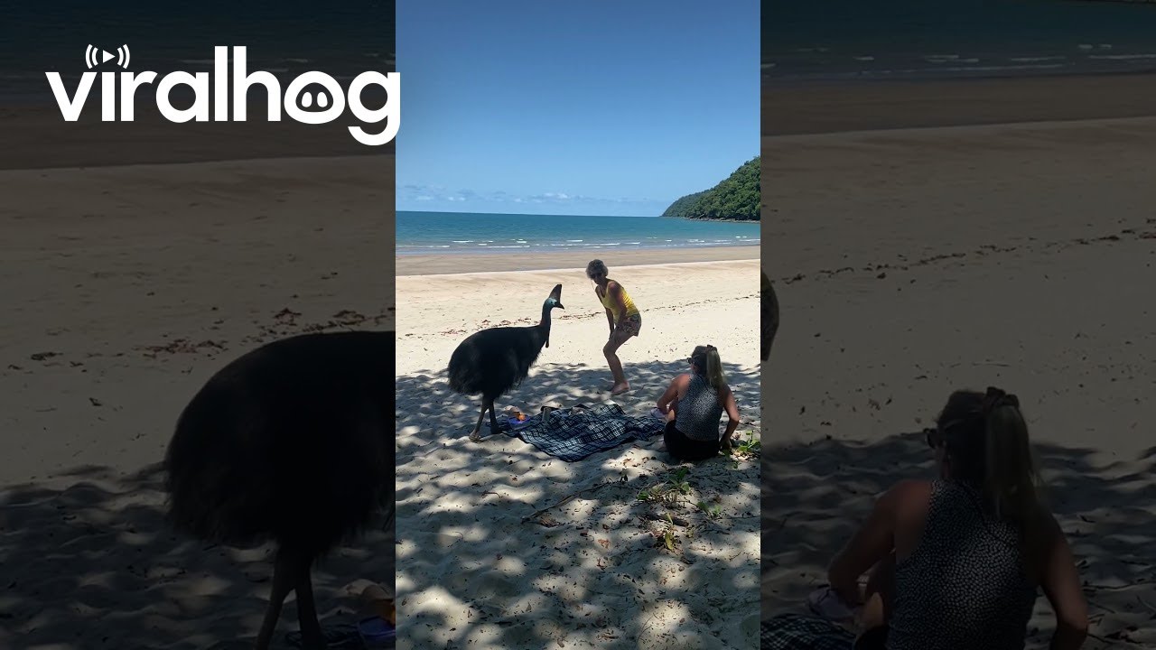 Cassowary Crashes Beach Picnic || ViralHog