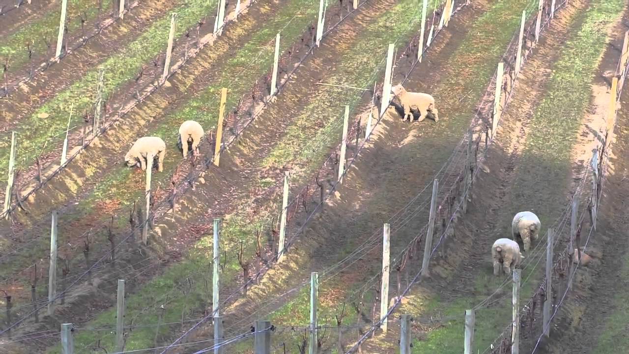 Sheep in the Vineyard   Yealands Family Wines Sustainability