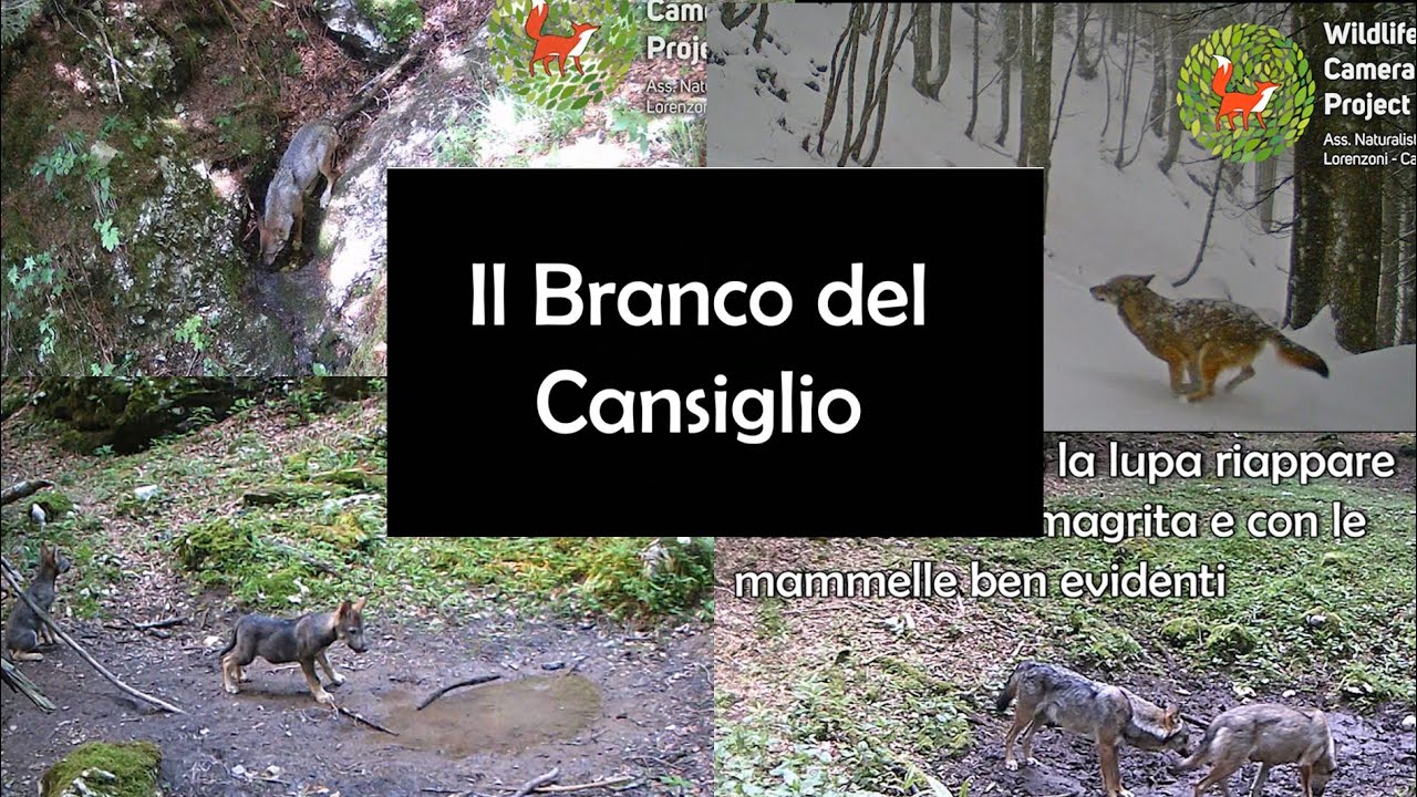 Il Branco di lupi del Cansiglio  - Wildlife Camera Project