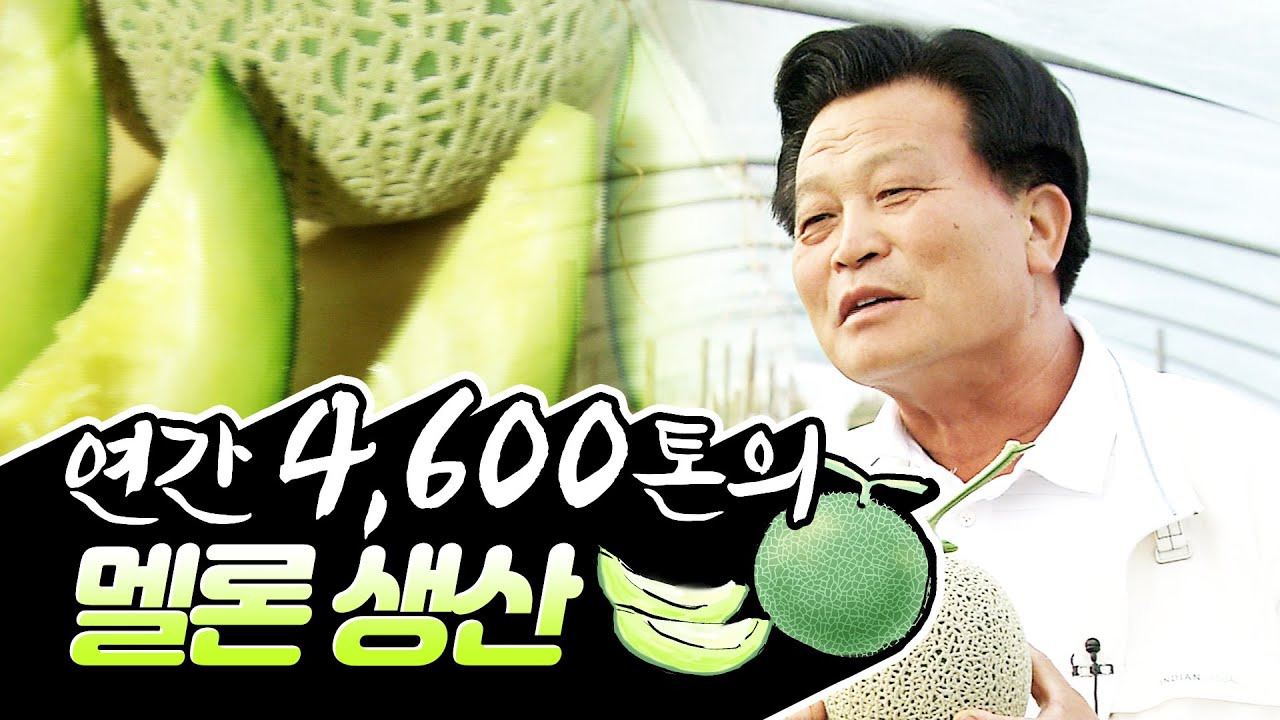 따뜻한 날씨에 풍부한 유기물 까지 연간 4,600여톤의 멜론을 생산하는 곡성.#멜론 #곡성멜론 #힘내라한국농업 [2008]