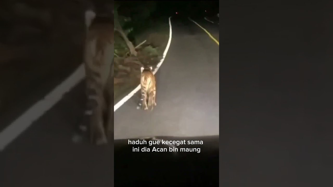 ADA HARIMAU DI JASINGA-CIPANAS, ACAN BIN MAUNG 