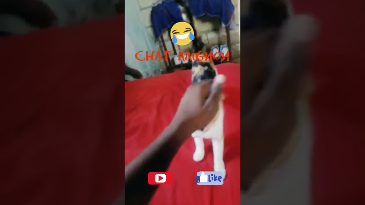 Chat mignon et doux #videosshort #short #chat