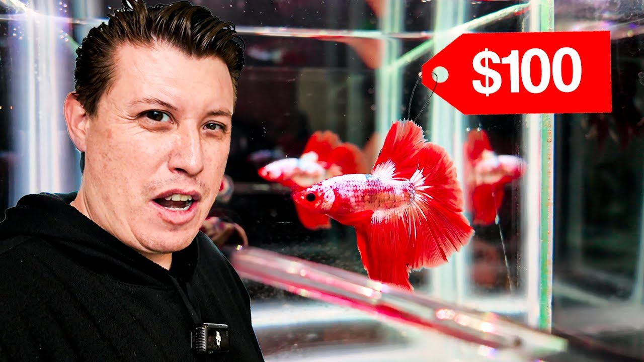 Más de 50 VARIEDADES  de peces betta tenemos en el criadero (Experiencia acuática internacional 2025