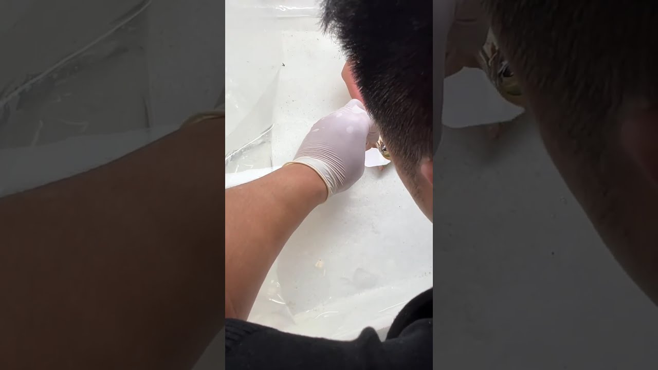 又到了解压时刻 百条龙鱼挑战第十八站 山西阳泉 龙鱼兜嘴+上掉眼修复#龙鱼上掉眼 #龙鱼兜嘴 #龙鱼兜嘴手术 #龙鱼掉眼