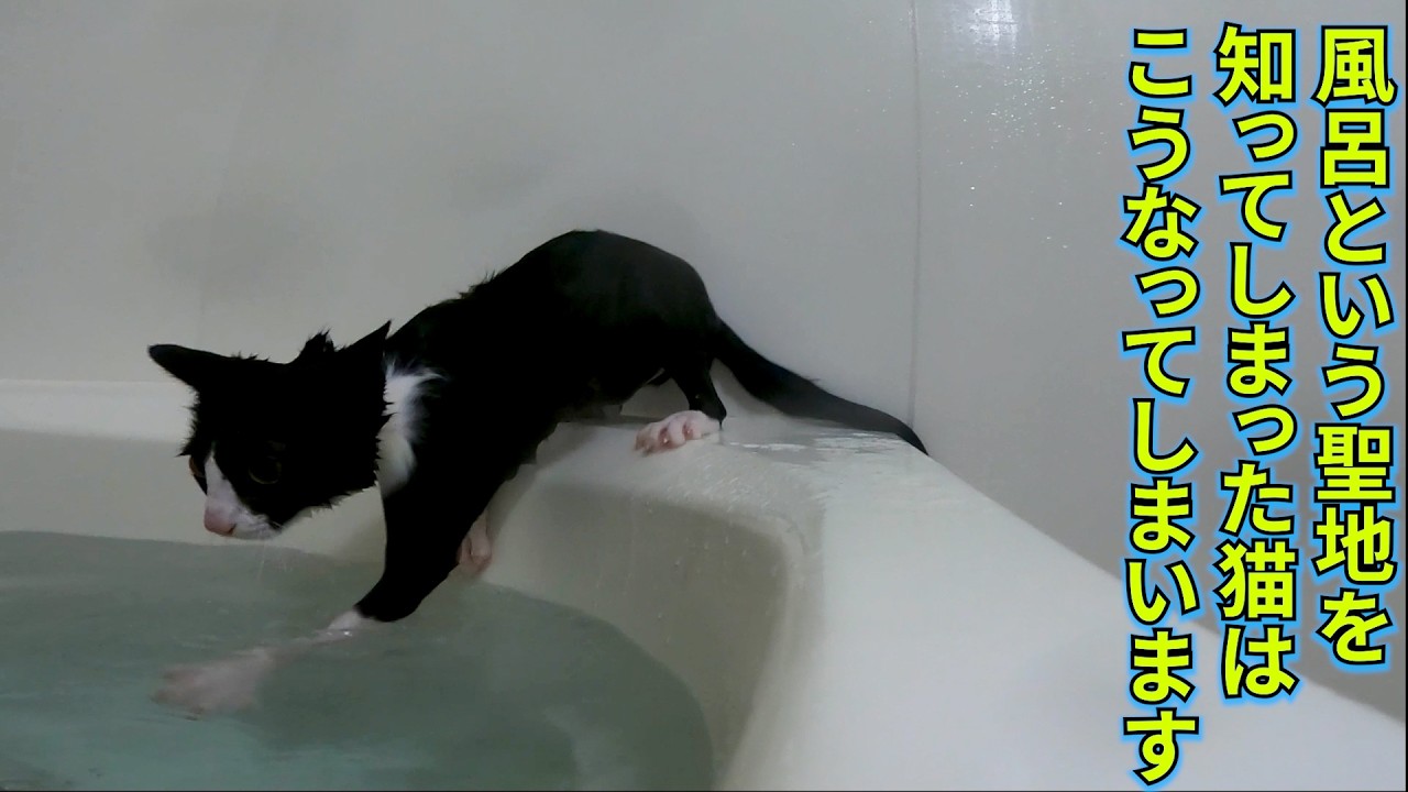 AIの本気ではありません。ただお風呂が好きになった小さな保護猫です。そう、子猫なんです