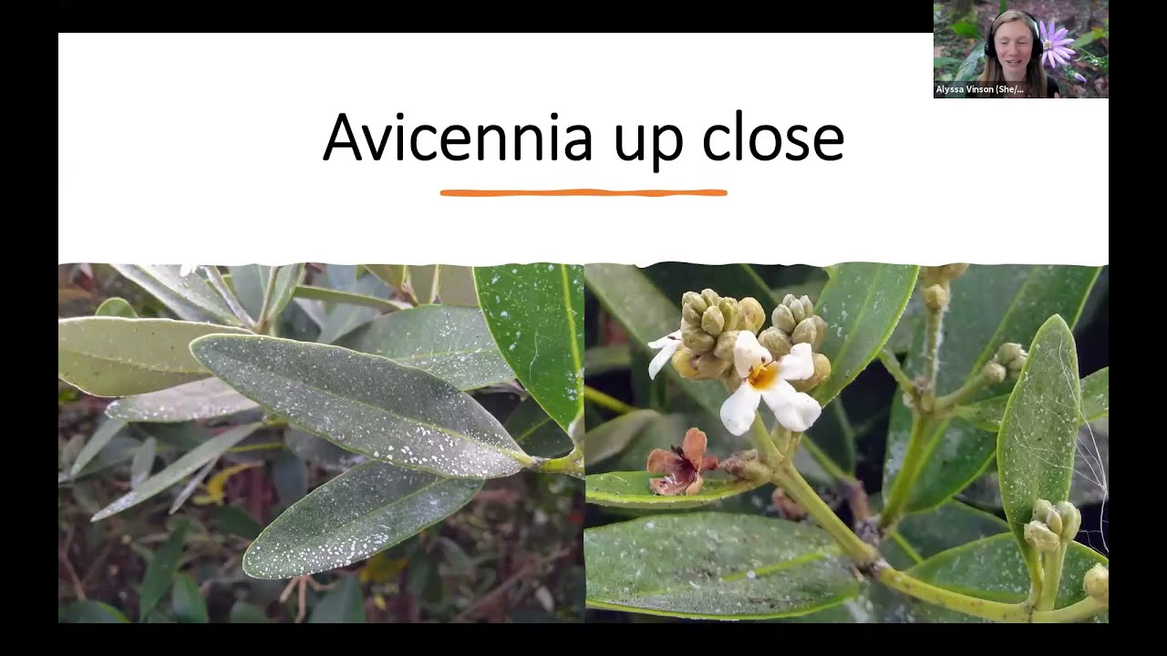 More About Mangroves