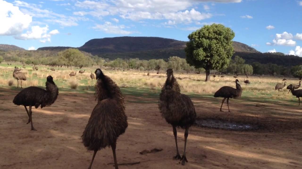 Emus of Australia