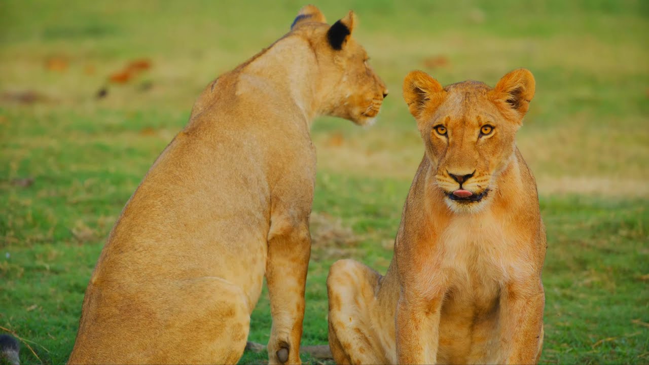 Wild Botswana – Ep 6: Wind and Dust | 8K HDR Cinematic African Wildlife Documentary