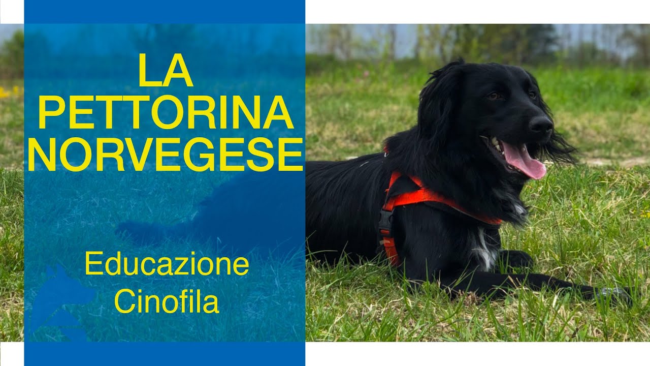 La pettorina Norvegese