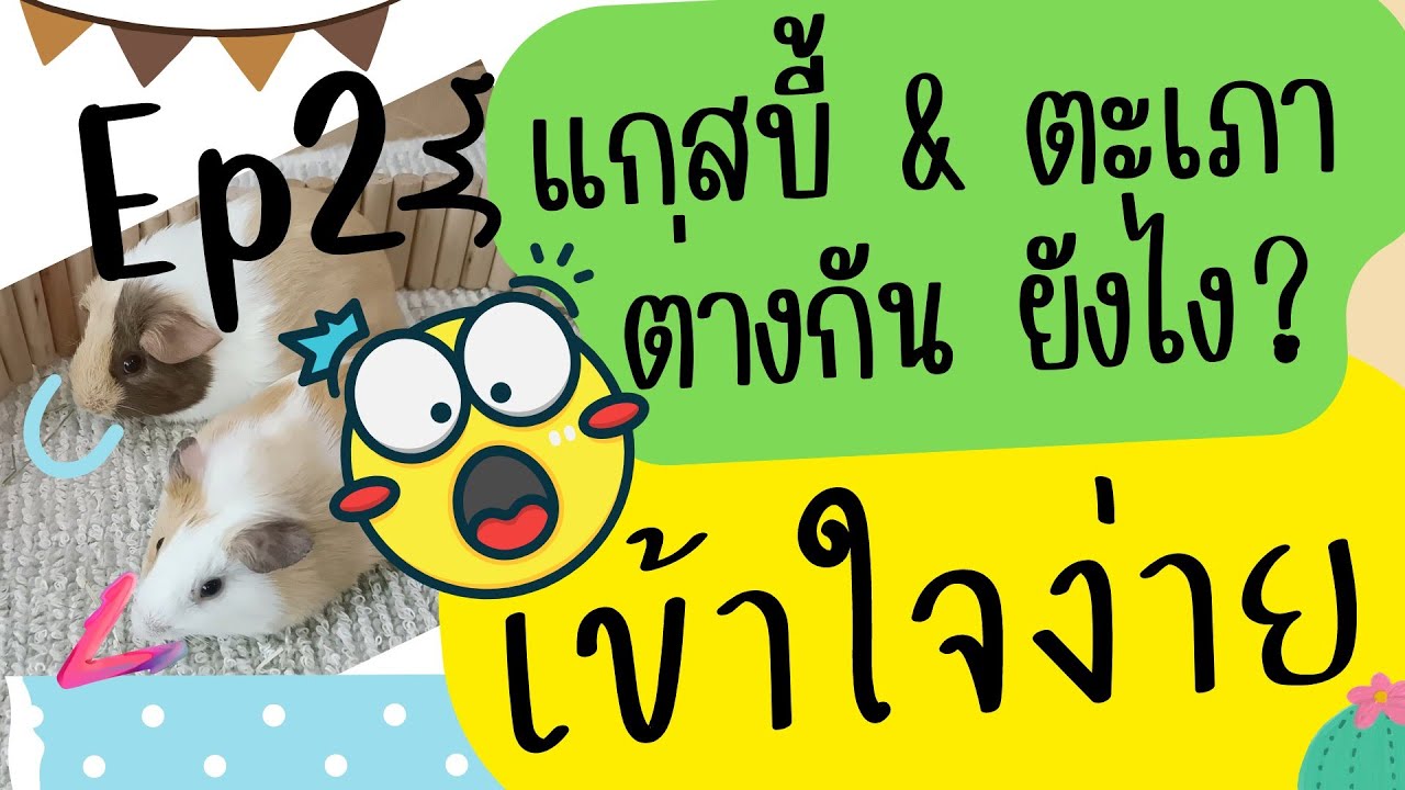 แกสบี้กับตะเภาต่างกันอย่างไร ความรู้เบื้องต้น ???? Ep.2 ชัดเจนกว่าเดิมนิดนึง555