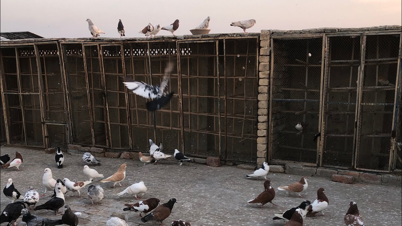 Mosam khrab  hai kabootar jwab de gy 