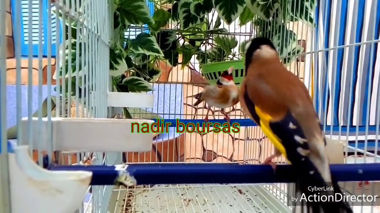 تزاوج الحسون في القفص 2018