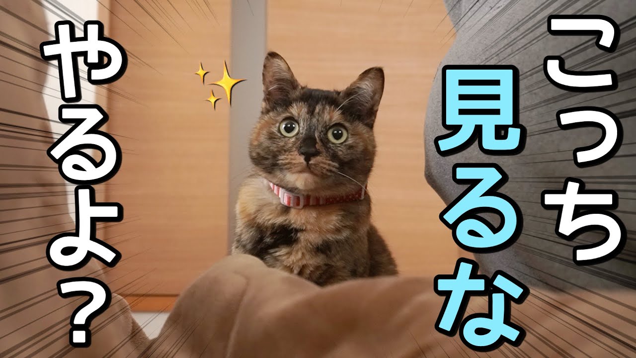 猫生で1番活発な時期の様子がやばすぎたww