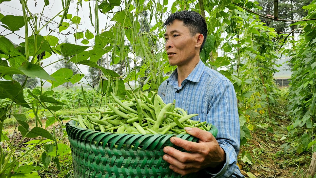 Harvesting Green Beans Garden Goes to market sell - Cooking - Taking care of pets.