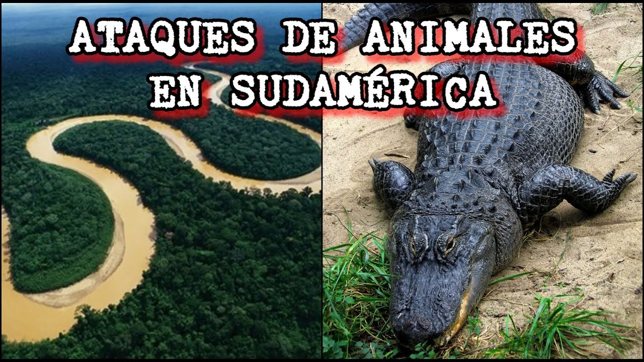 Ataques de animales en Sudam&eacute;rica