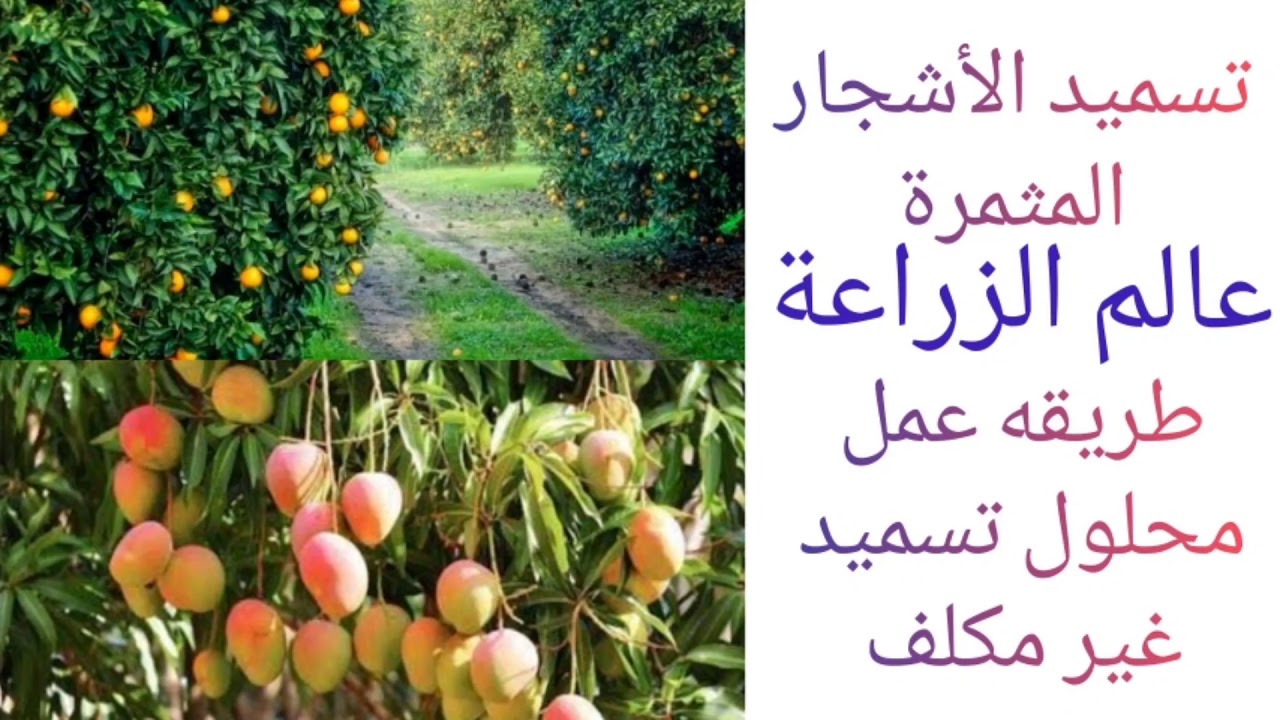 تسميد الأشجار المثمرة
