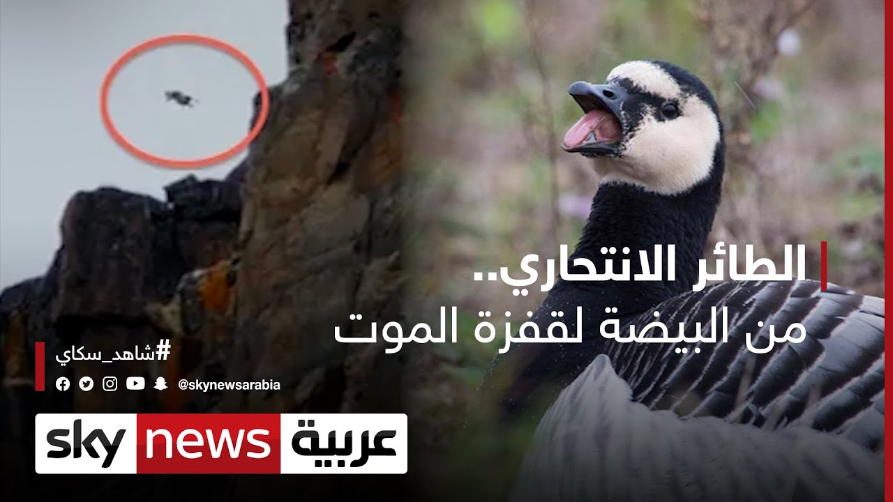 الطائر الانتحاري.. من البيضة إلى قفزة الموت | #وثائقيات_خاصة
