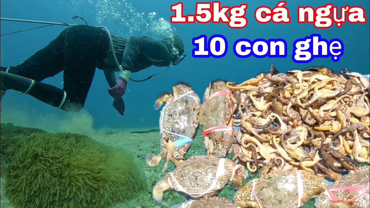 lặn biển ở độ sâu 20 mét - bắt cá ngựa và ghẹ so - P175