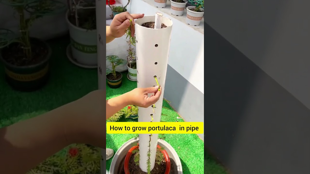 DIY pipe plant portulaca flower beautiful #floweringplant #garden #handmadeplanter #portulacaflower