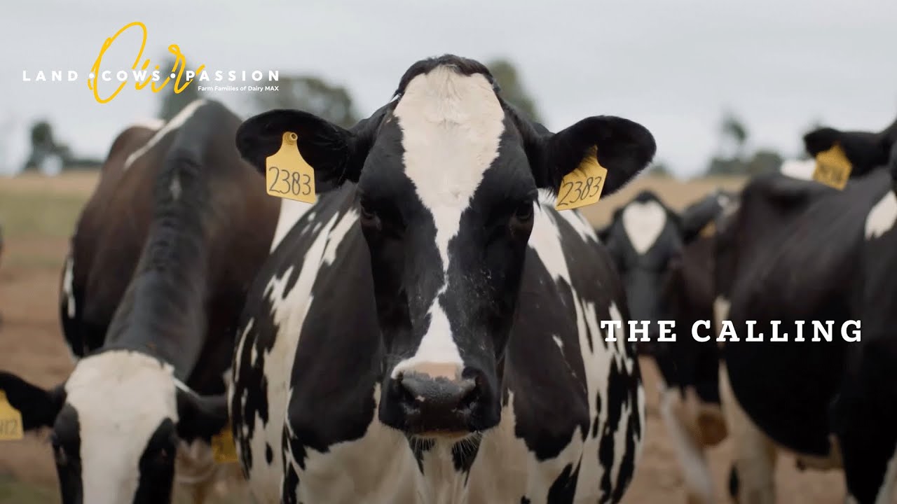 The Calling | Dairy Up Close