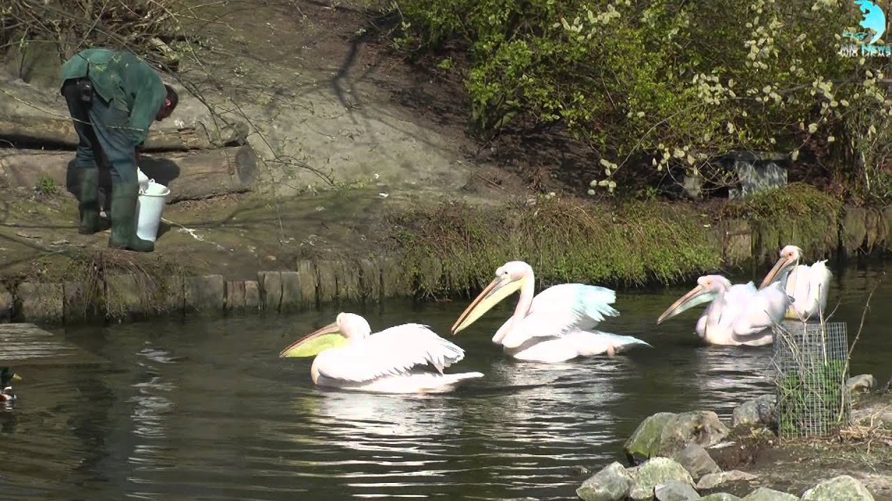 Visite du Parc Zoologique de Lille